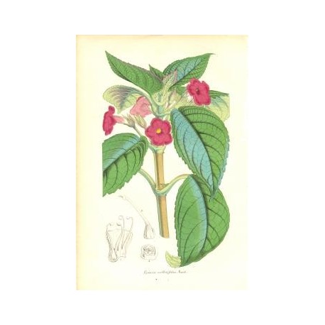 Flor EPISCIA MELLITIFOLIA. Litografía perteneciente a la obra: Le Jardin Fleuriste, journal général des progrès et des intéréts