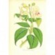 Flor IMPATIENS HOOKERIANA. Litografía perteneciente a la obra: Le Jardin Fleuriste, journal général des progrès et des intéréts