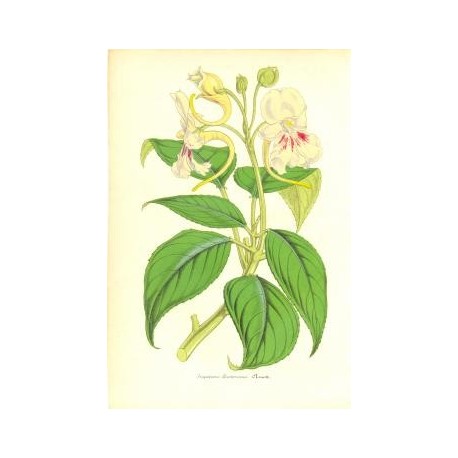 Flor IMPATIENS HOOKERIANA. Litografía perteneciente a la obra: Le Jardin Fleuriste, journal général des progrès et des intéréts