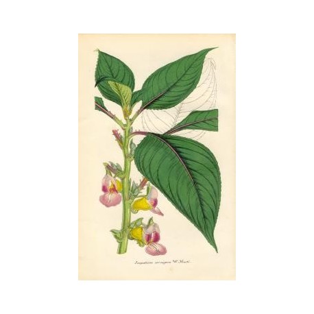 Flor IMPATIENS CORNIGERA. Litografía perteneciente a la obra: Le Jardin Fleuriste, journal général des progrès et des intéréts h