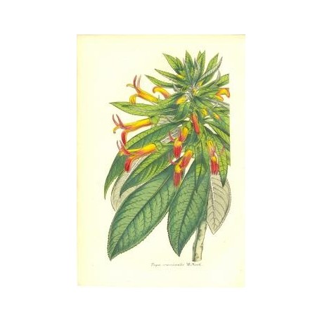 Flor TUPA CRASSICAULIS. Litografía perteneciente a la obra: Le Jardin Fleuriste, journal général des progrès et des intéréts hor