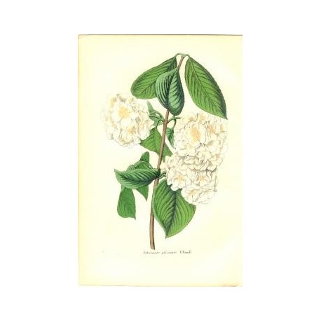 Flor VIBURNUM PLICATUM. Litografía perteneciente a la obra: Le Jardin Fleuriste, journal général des progrès et des intéréts hor