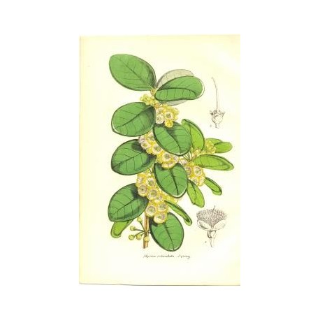 Flor MYRTUS ORBICULATA. Litografía perteneciente a la obra: Le Jardin Fleuriste, journal général des progrès et des intéréts hor