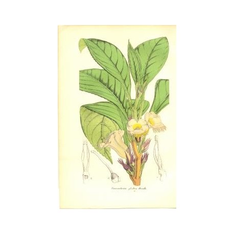 Flor CENTROSOLENIA GLABRA. Litografía perteneciente a la obra: Le Jardin Fleuriste, journal général des progrès et des intéréts