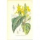 Flor STROBILORHACHIS PRISMATICA. Litografía perteneciente a la obra: Le Jardin Fleuriste, journal général des progrès et des int