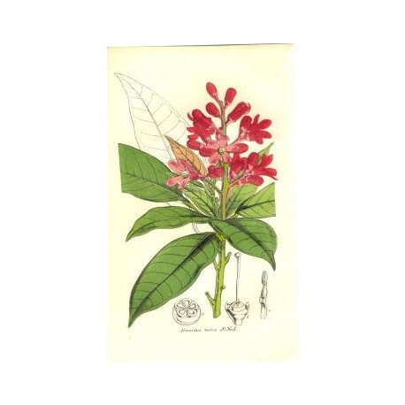 Flor ALMEIDEA RUBRA. Litografía perteneciente a la obra: Le Jardin Fleuriste, journal général des progrès et des intéréts hortic